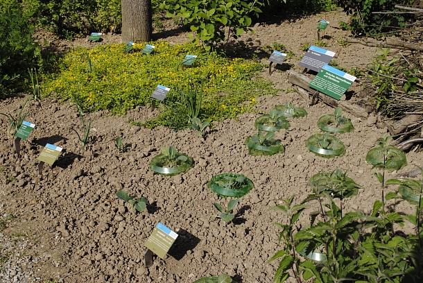 Führung im Naturgarten Brühl